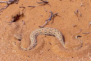 Mimicry: PERINGUEY'S ADDER