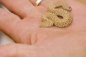 Adders: Peringuey's Adder - Baby adder in a human hand