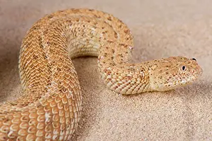 Bitis: Peringuey's adder (Bitis peringueyi) on sand