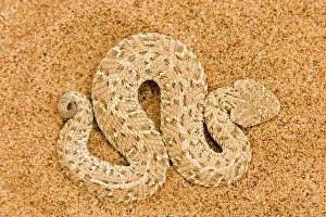 Peringueyi: Peringuey's Adder - Full body portrait of a baby