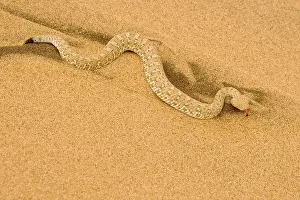 Adders: Peringuey's Adder - Full body shot in black and