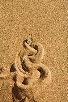 Peringueyi: Peringuey's Adder - Burying itself in the sand
