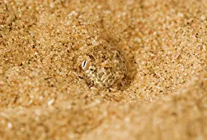 Adders: Peringuey's Adder - Close up of the head and eyes