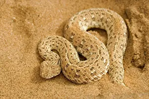 Adders: Peringuey's Adder - Coiled protectively on dune sand