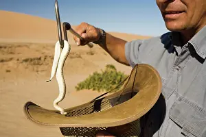 Handler: Peringuey's Adder - Being lifted by snake handler