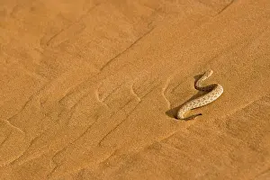 Adders: Peringuey's Adder - Making its way up the cascading