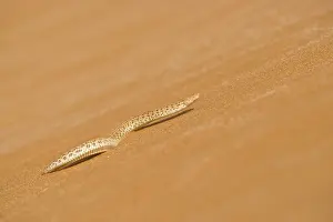 Adders: Peringuey's Adder - Making its way up a slip face of a dune