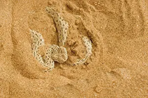 Adders: Peringuey's Adder - Partially covered with dune sand