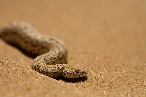 Adders: Peringuey's Adder - portrait
