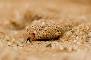 Adders: Peringuey's Adder - Sand covered head with tongue exposed