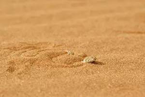 Adders: Peringuey's Adder - Shuffling down into the dune sand