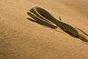 Adders: Peringuey's Adder - sidewinding up a dune in the