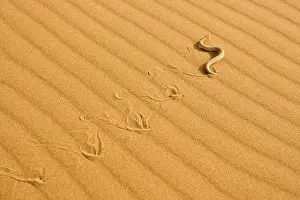 Adders: Peringuey's Adder - Sidewinding across dune sand