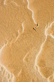 Adders: Peringuey's Adder - Sidewinding across patterned