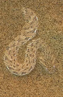 Sidewinding: Peringuey's Adder - This small snake, also called