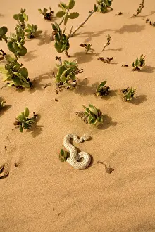 Adders: Peringuey's Adder - Sunning its self on dune sand