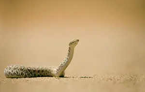 Adders: Peringuey's Adder - in unusual pose with head raised