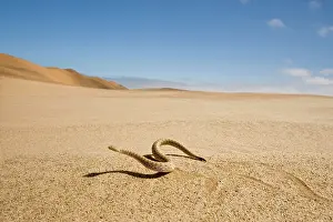 Adders: Peringuey's Adder - Wide angle view - sidewinding