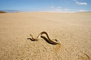 Adders: Peringuey's Adder - Wide angle view - sidewinding