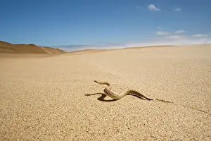 Adders: Peringuey's Adder - Wide angle view - sidewinding
