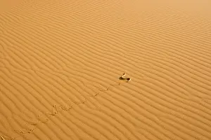 Adders: Peringuey's Adder - Side winding across dune sand