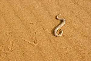 Adders: Peringuey's Adder - Side winding across dune sand