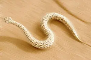 Adders: Peringuey's Adder - In full side winding motion