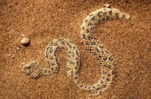 Hidden: PERINGUEY'S DESERT ADDER - hidden in sand