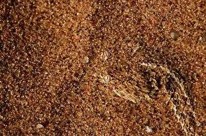 Waiting: PERINGUEY'S DESERT ADDER - hidden in sand