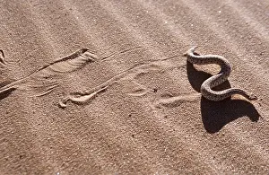 Tracks: PERINGUEY'S DESERT ADDER - sidewinding across sand