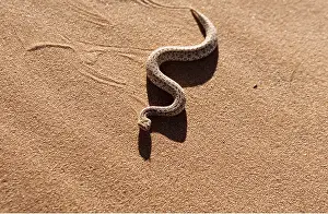 Tracks: PERINGUEY'S DESERT ADDER - sidewinding across sand