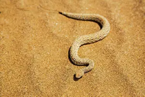 Kaokoland: Peringuey's Sidewinding Adder