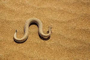Kaokoland: Peringuey's Sidewinding Adder