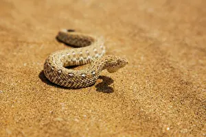 Kaokoland: Peringuey's Sidewinding Adder