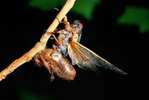 Cicadas: Periodcal Cicada 17 year - adult emerging from