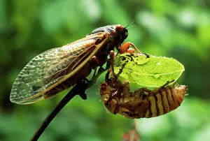 Cicadas: Periodical / 17 Year CICADA -