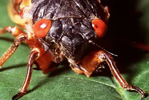 Scary: PERIODICAL / 17-year CICADA - C/U HEAD