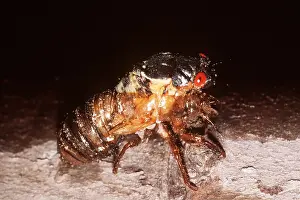 Emerging: PERIODICAL / 17-year CICADA - Emerging, shedding