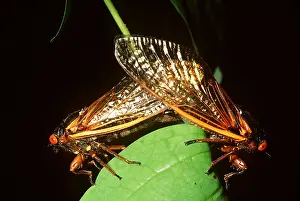 Cicadas: PERIODICAL / 17-year CICADA - PAIR MATING