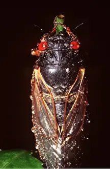 Cicadas: PERIODICAL / 17-year CICADA - ON STEM