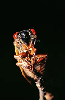 Cicadas: Periodical / 17-year CICADA - ON TWIG