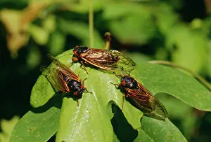 Cicadas: Periodical Cicada 17 year