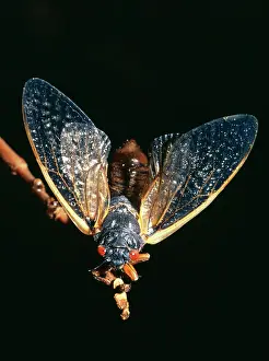 Cicadas: Periodical Cicada 17 year