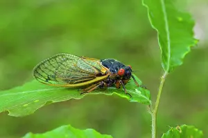 Cicadas: Periodical Cicada
