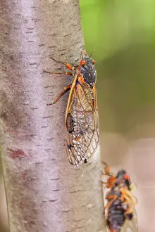 Cicadas: Periodical Cicada