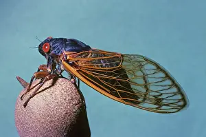 Cicadas: Periodical Cicada