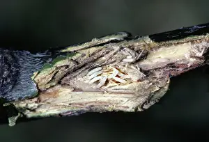 Cicadas: Periodical Cicada