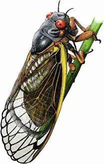 Periodical: Periodical cicada