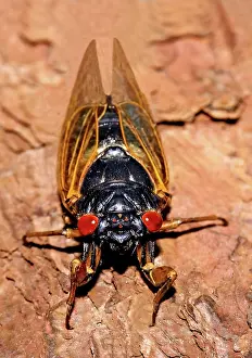 Periodical: Periodical cicada