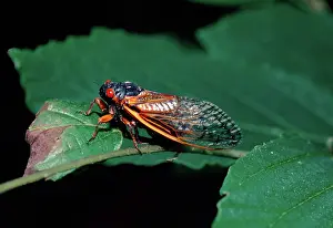 Periodical: Periodical Cicada